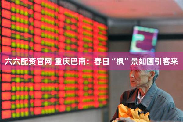 六六配资官网 重庆巴南:春日“枫”景如画引客来